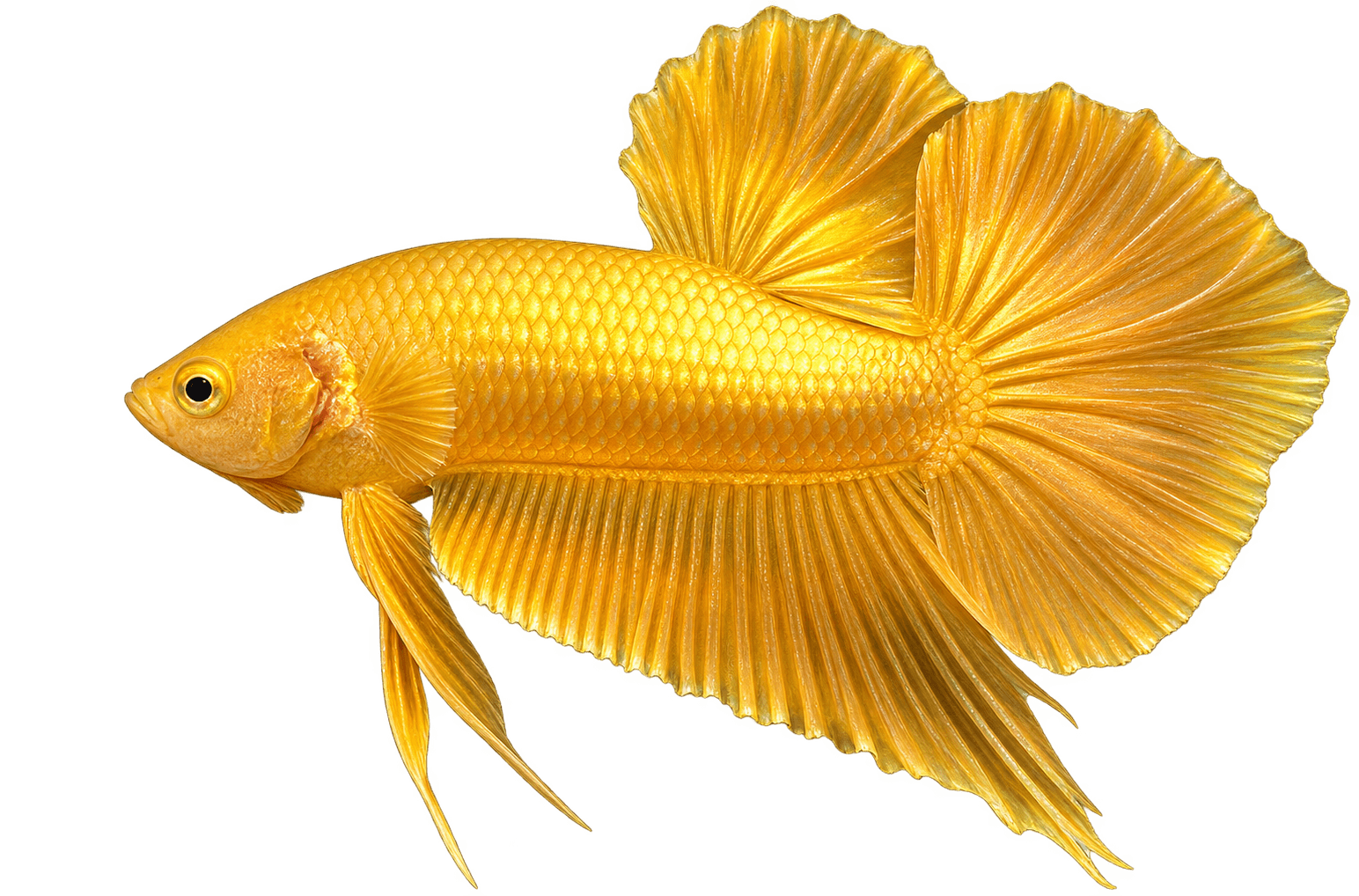 leaf tail gold